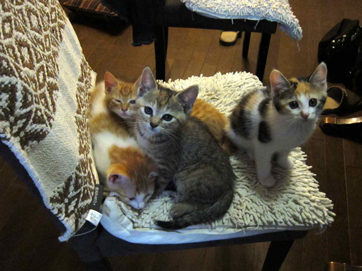 椅子の子猫たちblog用.jpg
