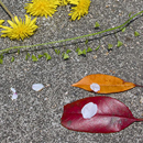 HARUNOHI(2012)