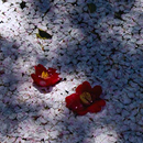 HARUNOHI(2012)