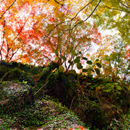 惑う(2014)